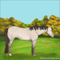 Horse Color:Amber Champagne Dun 