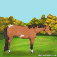 Horse Color:Bay Tobiano Frame 