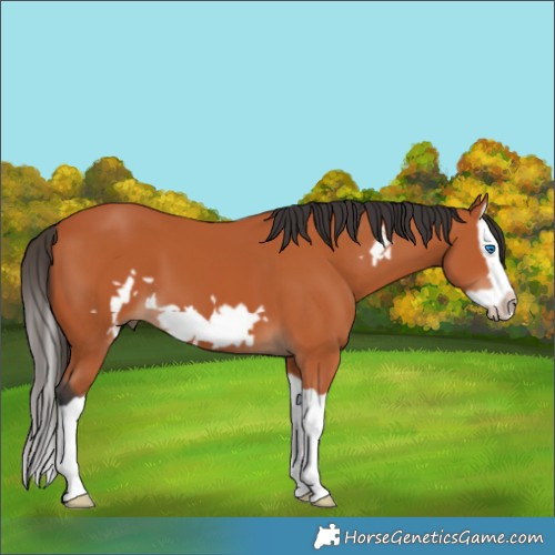 Horse Color:Bay Splash Frame 