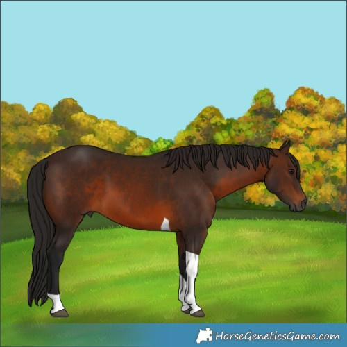 Horse Color:Gray White Spotted Bay Tobiano 