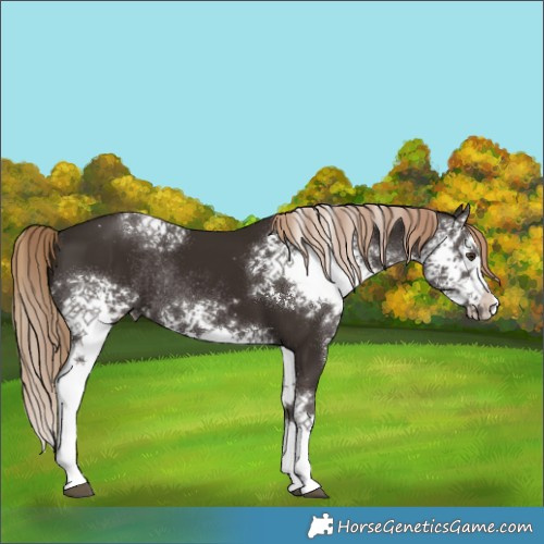 Horse Color:White Spotted Liver Chestnut Splash Rabicano 