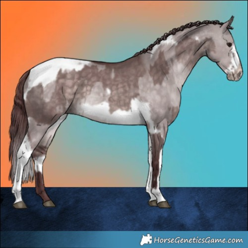 Horse Color:Platinum Chocolate Brown Dun Tobiano  and Platinum Chocolate Brown Dun Tobiano Frame 