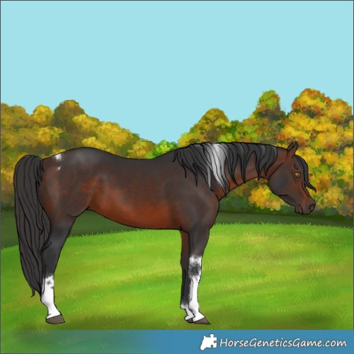 Horse Color:Brown Tobiano 