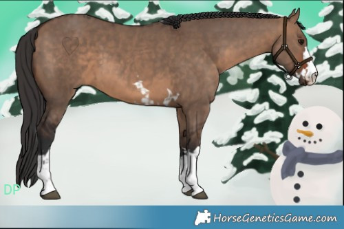 Horse Color:Brown Dun  and Brown Dun 