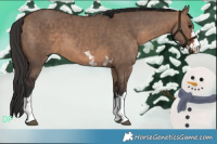 Horse Color:Brown Dun and Brown Dun