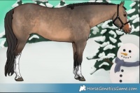 Horse Color:White Spotted Brown Dun 