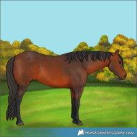Horse Color:Bay 