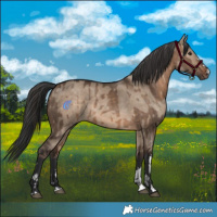 Horse Color:Brown Dun  and Brown Dun 