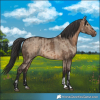 Horse Color:Brown Dun  and Brown Dun 