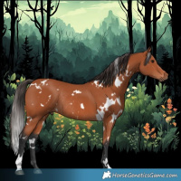 Horse Color:White Spotted Bay Rabicano 