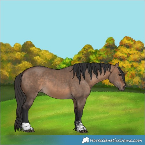 Horse Color:Bay Dun and Brown Dun