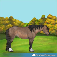 Horse Color:Bay Dun  and Brown Dun 