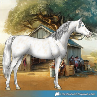 Horse Color:Cremello Dun Appaloosa