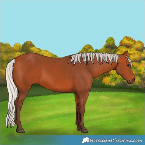 Horse Color:Silver Bay 