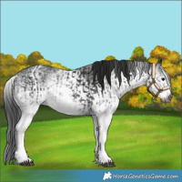 Horse Color:Gray White Spotted Black  and Gray White Spotted Black 