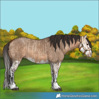Horse Color:Bay Dun and Bay Dun Splash