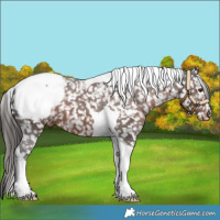 Horse Color:Liver Chestnut Tobiano Appaloosa 