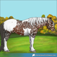 Horse Color:Liver Chestnut Tobiano Appaloosa 