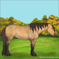 Horse Color:Buckskin Dun  and Buckskin Dun 