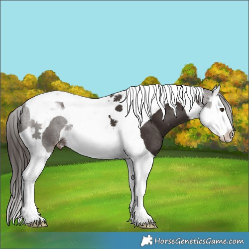 Horse Color:Liver Chestnut Splash Tobiano Appaloosa 