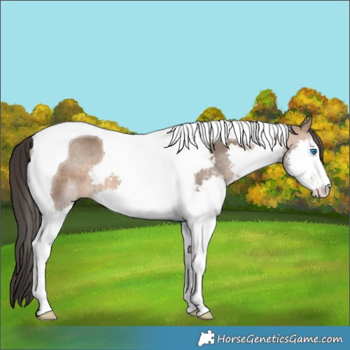 Horse Color:Brown Dun Splash Tobiano 