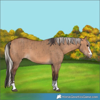 Horse Color:Bay Dun  and Silver Bay Dun 