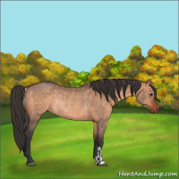 Horse Color:Brown Dun  and Brown Dun Rabicano 