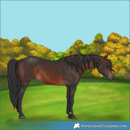 Horse Color:Brown 