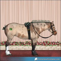 Horse Color:Brown Dun  and Bay Dun 