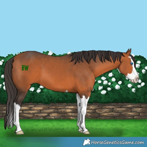 Horse Color:Bay Splash 