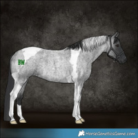 Horse Color:Blue Roan Tobiano Rabicano