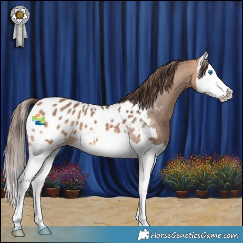 Horse Color:Brown Dun Splash Appaloosa 