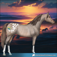 Horse Color:Brown Dun Blanket Rabicano