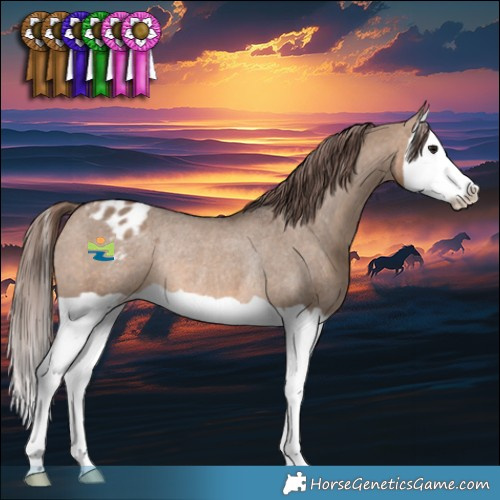 Horse Color:Brown Dun Splash Appaloosa Rabicano 
