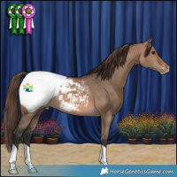 Horse Color:Brown Dun Appaloosa 