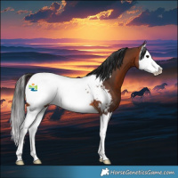 Horse Color:Brown Splash Appaloosa 