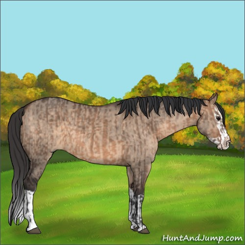 Horse Color:Brown Dun and Brown Dun Splash