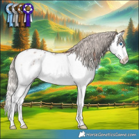 Horse Color:Silver Brown Roan Splash Appaloosa