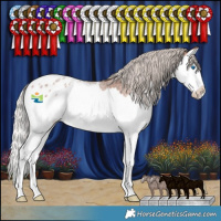 Horse Color:Silver Brown Roan Splash Appaloosa