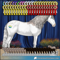Horse Color:Silver Brown Roan Splash Appaloosa