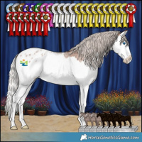 Horse Color:Silver Brown Roan Splash Appaloosa