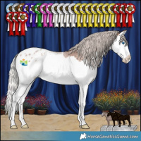 Horse Color:Silver Brown Roan Splash Appaloosa