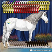Horse Color:Silver Brown Roan Splash Appaloosa 