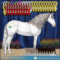 Horse Color:Silver Brown Roan Splash Appaloosa 