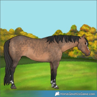 Horse Color:Brown Dun  and Brown Dun 