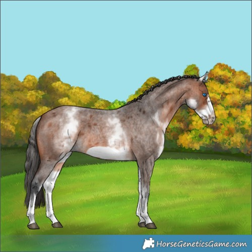 Horse Color:White Spotted Bay Roan Frame