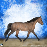 Horse Color:Bay Dun  and Bay Dun Rabicano 