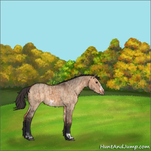 Horse Color:Bay Dun  and Bay Dun Frame 
