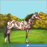 Horse Color:Bay Tobiano Near Leopard Rabicano 