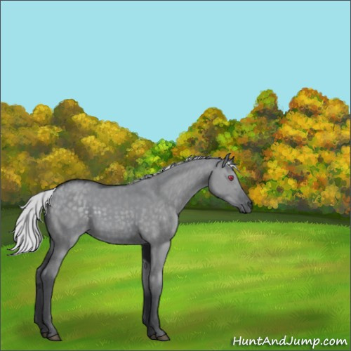 Horse Color:Silver Grullo Chinchilla 